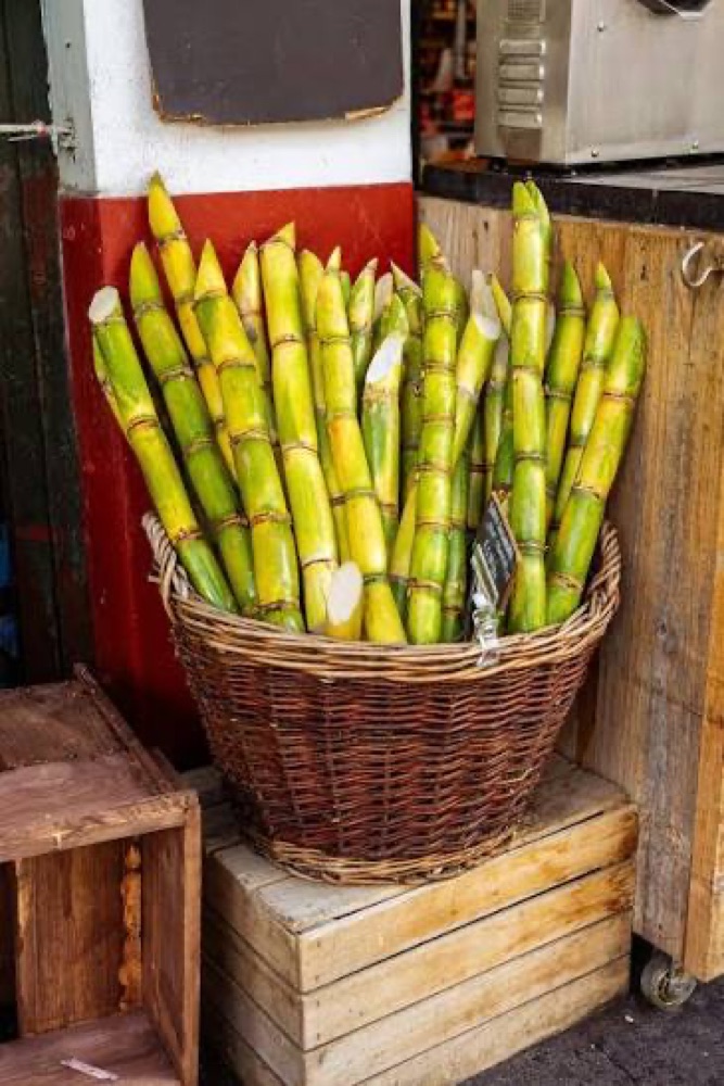 Basket filled with fresh sugarcane